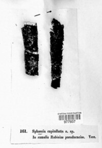 Ceratocystis pilifera image